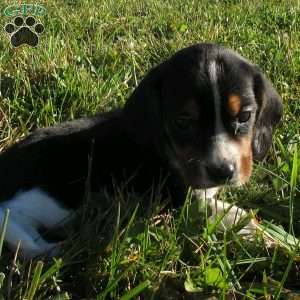 Lucy, Beagle Mix Puppy